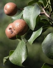 Pyrus communis