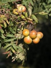 Sorbus domestica