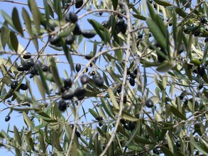 Olea europaea, var. sylvestris. Hato Ratón, Sevilla