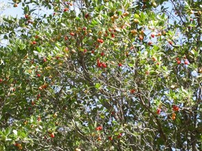 Arbutus unedo ripe fruits