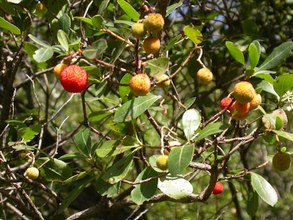 Arbutus unedo ripe fruits