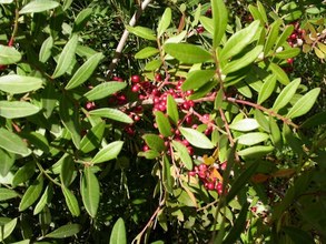 Pistacia lentiscus, ripe fruits