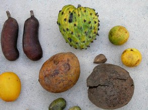 Fruits from Fazenda Rio Negro, Pantanal, Brazil.