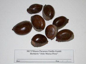 Pouteria macrocarpa. Sapotaceae