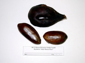 Pouteria ucucui. Sapotaceae