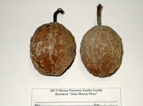 Theobroma speciosa. Malvaceae