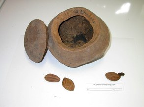 Lecythidaceae