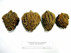 Parinari montana. Chrysobalanaceae
