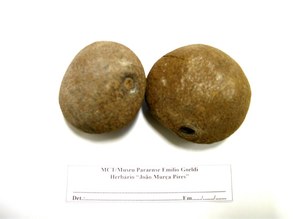 Licania macrophyla. Chrysobalanaceae
