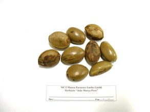 Pouteria pariry. Sapotaceae
