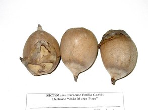 Scheelea martiana. Arecaceae
