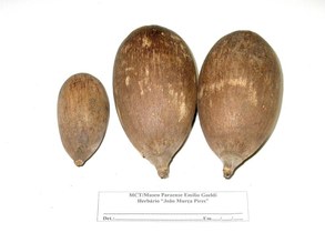 Orbignya phalerata. Arecaceae