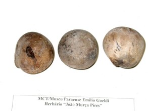 Phytelephas macrocarpa. Arecaceae