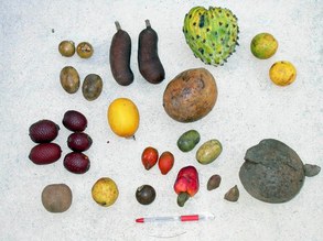 Megafauna fruits from Pantanal (Fazenda Rio Negro), Brazil.