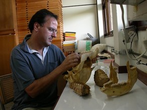 Museu Goeldi, Belem, BR, measuring a tapir cranium