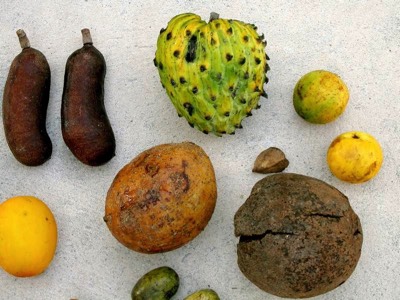 The Megafauna fruits dataset